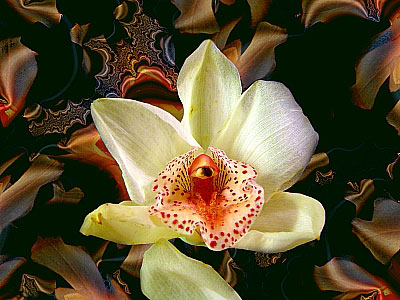 Digitale Blumenkunst von Hugo Reinhart >>Weie Orchidee<<