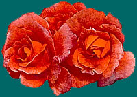 dei Rosen, Blumengemälde